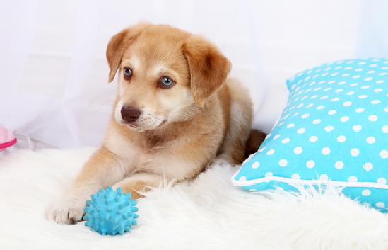 Pet Odor Treatment in Hempstead, NY